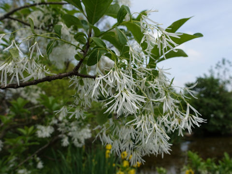 Chionanthus virginicus