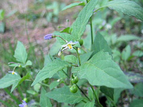 Solanum americanum