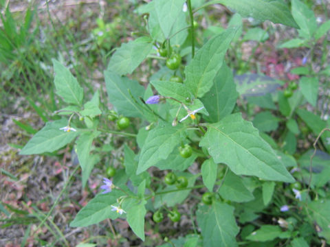 Solanum americanum