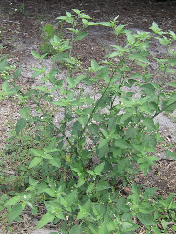 Solanum americanum