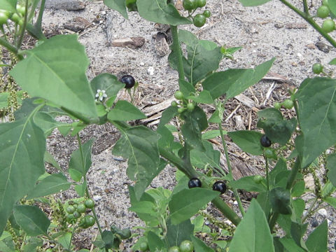 Solanum americanum