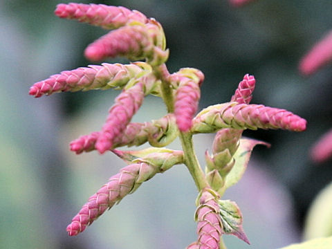 Leucothoe fontanesiana