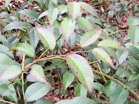 Leucothoe fontanesiana