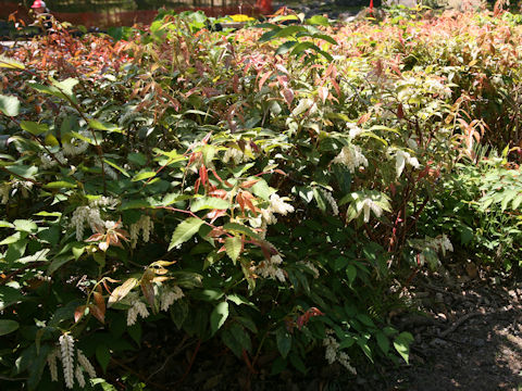 Leucothoe fontanesiana