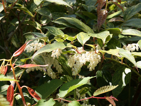 Leucothoe fontanesiana