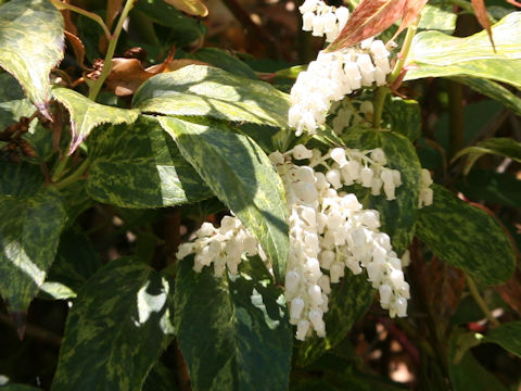 Leucothoe fontanesiana