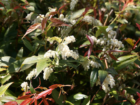 Leucothoe fontanesiana