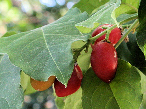 Bunchosia armeniaca