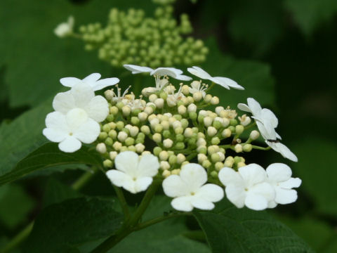 Viburnum trilobum