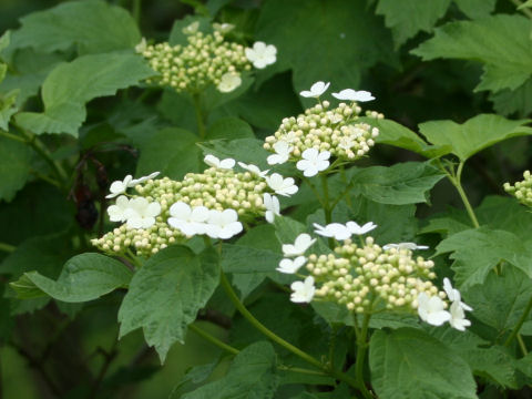 Viburnum trilobum