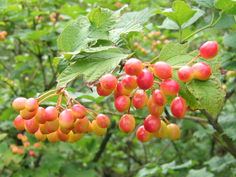 Viburnum trilobum