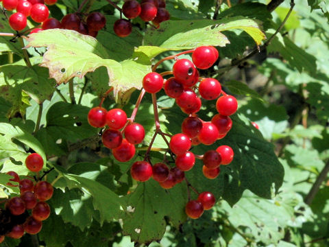 Viburnum trilobum