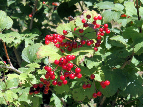 Viburnum trilobum