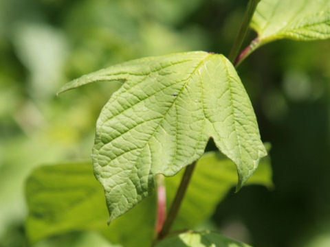 Viburnum trilobum