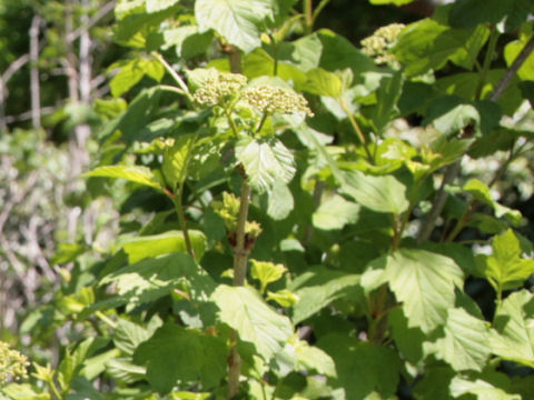 Viburnum trilobum