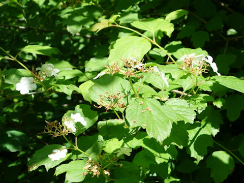 Viburnum trilobum