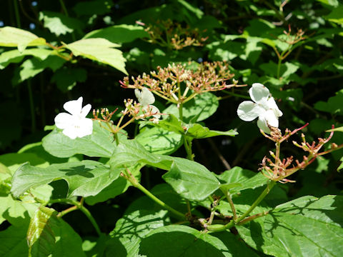 Viburnum trilobum