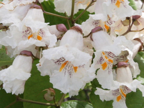 Catalpa bignonioides