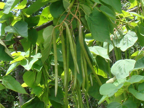 Catalpa bignonioides