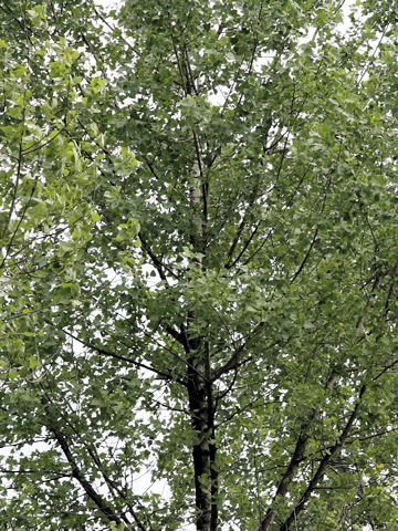 Populus deltoides