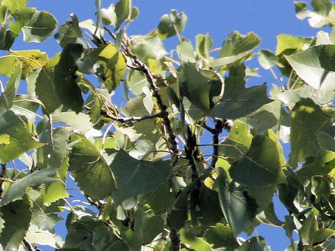 Populus deltoides