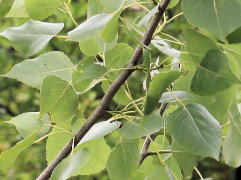 Populus deltoides