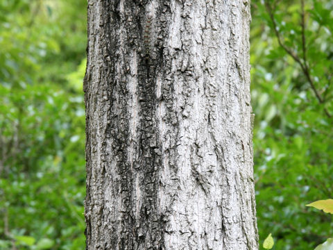 Populus deltoides