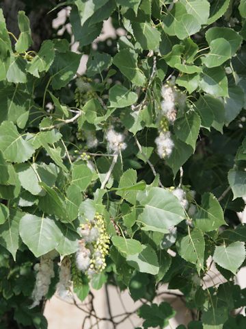 Populus deltoides