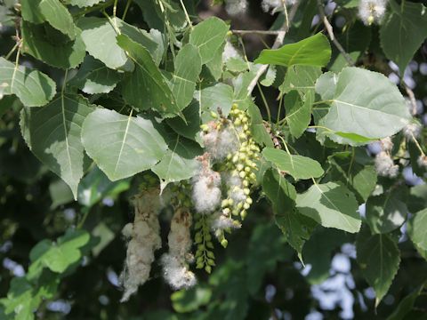 Populus deltoides