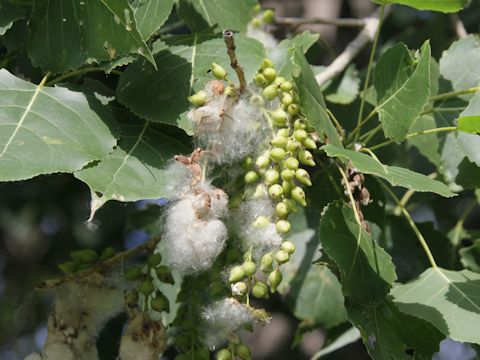 Populus deltoides