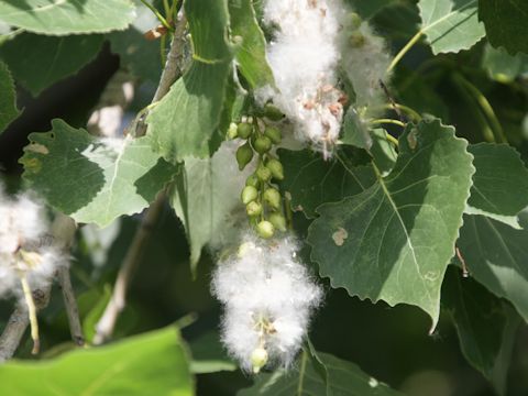 Populus deltoides