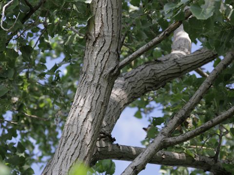 Populus deltoides