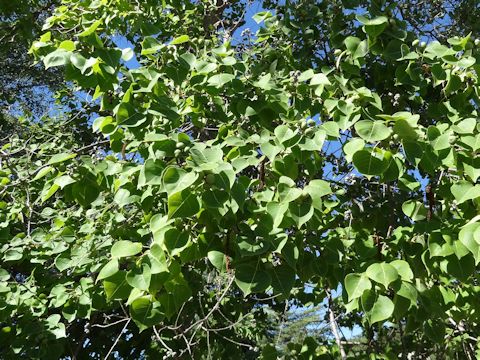 Populus deltoides