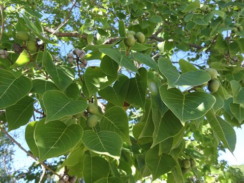 Populus deltoides