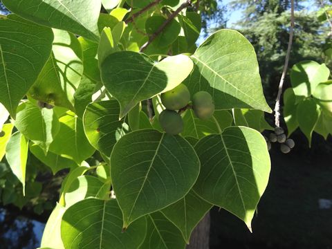 Populus deltoides