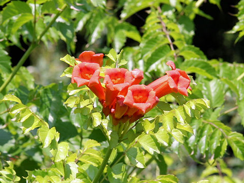 Campsis radicans