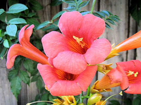 Campsis radicans