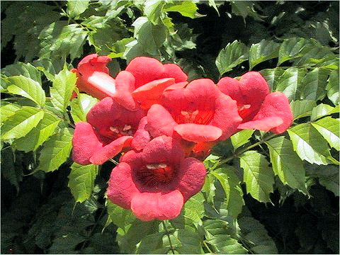 Campsis radicans