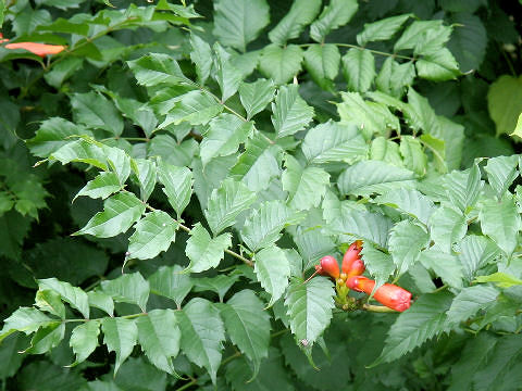 Campsis radicans