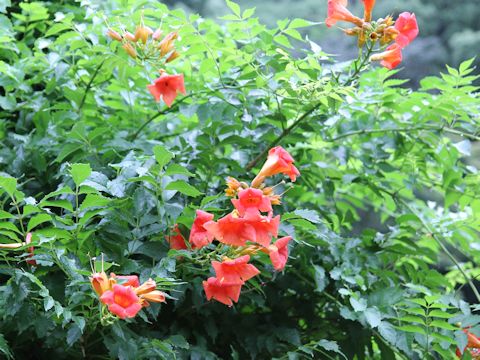 Campsis radicans