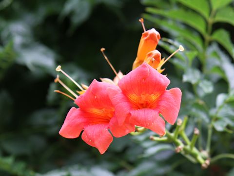 Campsis radicans