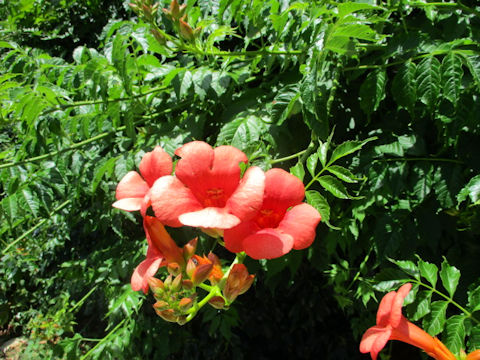 Campsis radicans