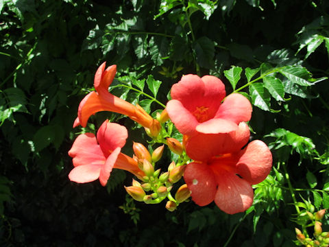 Campsis radicans