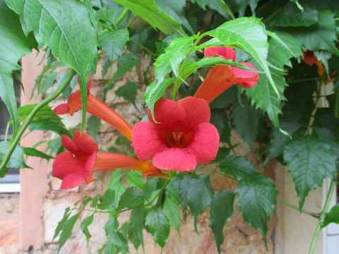 Campsis radicans