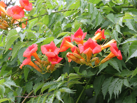 Campsis radicans