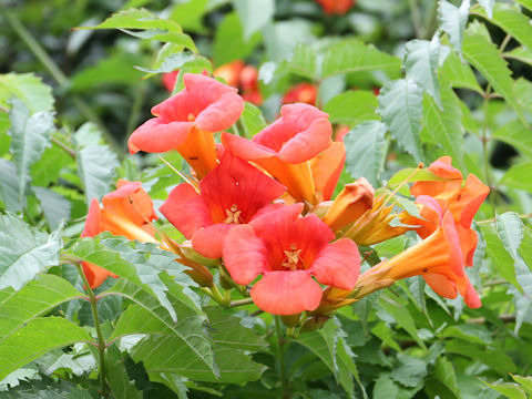 Campsis radicans