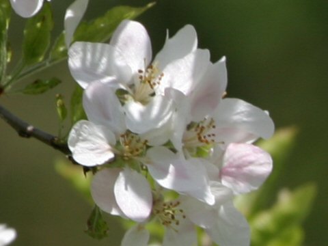 Prunus americana