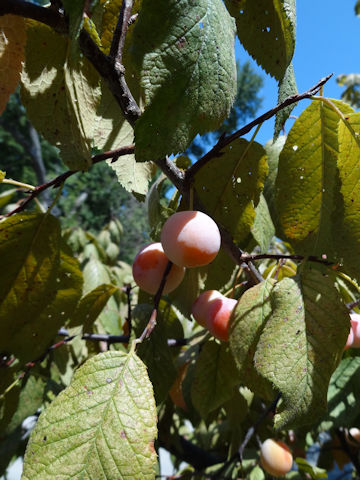 Prunus americana