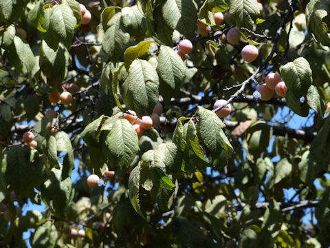 Prunus americana