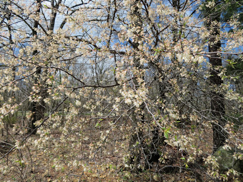 Prunus americana